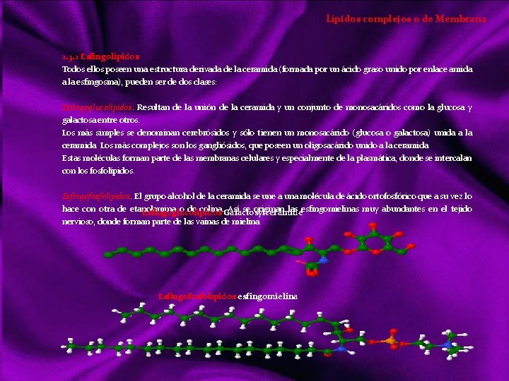Lípidos complejos o de Membrana 2. 3. 2 Esfingolípidos Todos ellos poseen una estructura