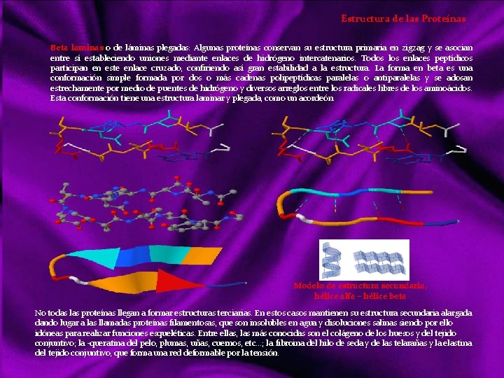 Estructura de las Proteínas Beta laminas o de láminas plegadas: Algunas proteínas conservan su