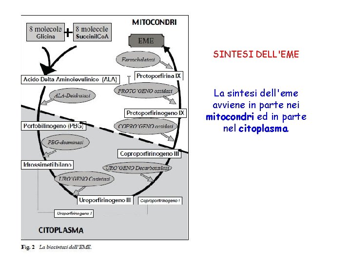 SINTESI DELL'EME La sintesi dell'eme avviene in parte nei mitocondri ed in parte nel