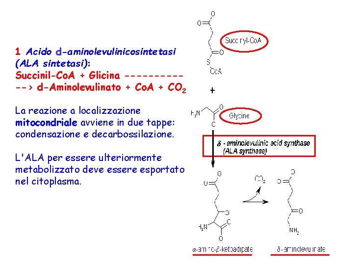 1 Acido d-aminolevulinicosintetasi (ALA sintetasi): Succinil-Co. A + Glicina ------> d-Aminolevulinato + Co. A