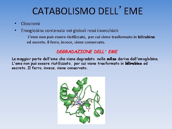 CATABOLISMO DELL’EME • Citocromi • Emoglobina contenuta nei globuli rossi invecchiati L'eme non può