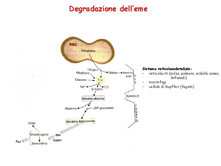 Degradazione dell’eme Sistema reticoloendoteliale: - reticolociti (milza, polmoni, midollo osseo, linfonodi) - macrofagi -