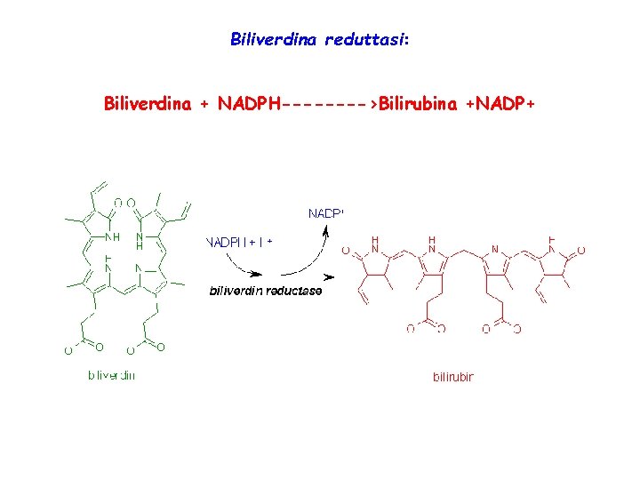 Biliverdina reduttasi: Biliverdina + NADPH---->Bilirubina +NADP+ 