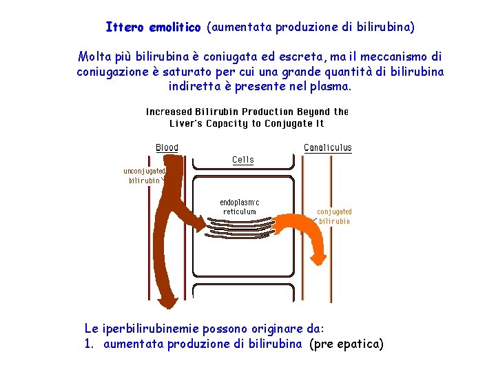 Ittero emolitico (aumentata produzione di bilirubina) Molta più bilirubina è coniugata ed escreta, ma