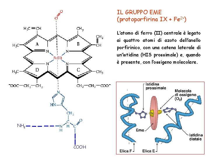 IL GRUPPO EME (protoporfirina IX + Fe 2+) L’atomo di ferro (II) centrale è