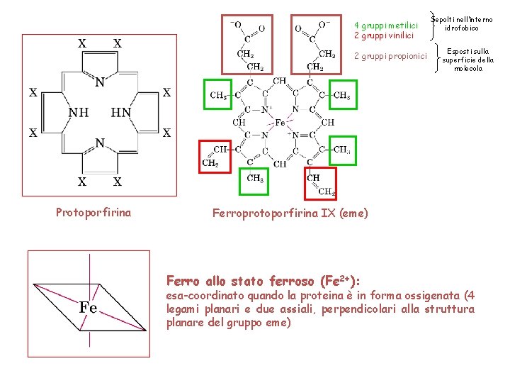 4 gruppi metilici 2 gruppi vinilici 2 gruppi propionici Protoporfirina Sepolti nell’interno idrofobico Esposti