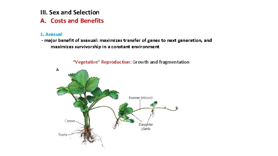 III. Sex and Selection A. Costs and Benefits 1. Asexual - major benefit of