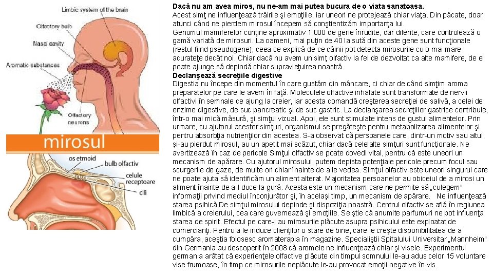 Dacă nu am avea miros, nu ne-am mai putea bucura de o viata sanatoasa.