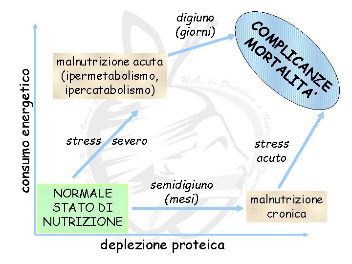 consumo energetico digiuno (giorni) malnutrizione acuta (ipermetabolismo, ipercatabolismo) stress severo NORMALE STATO DI NUTRIZIONE consumo energetico digiuno (giorni) malnutrizione acuta (ipermetabolismo, ipercatabolismo) stress severo NORMALE STATO DI NUTRIZIONE