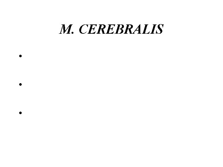 M. CEREBRALIS • • • 