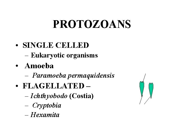 PROTOZOANS • SINGLE CELLED – Eukaryotic organisms • Amoeba – Paramoeba permaquidensis • FLAGELLATED
