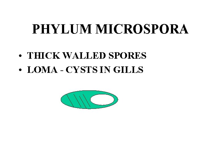 PHYLUM MICROSPORA • THICK WALLED SPORES • LOMA - CYSTS IN GILLS 