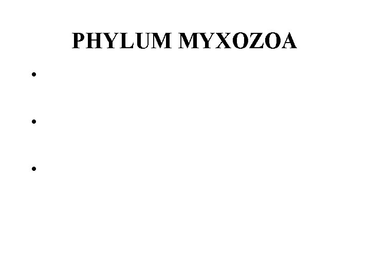 PHYLUM MYXOZOA • • • 