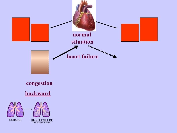 normal situation heart failure congestion backward 