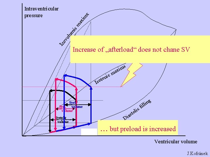 Izo vo lum ic ma xim x Intraventricular pressure Increase of „afterload“ does not