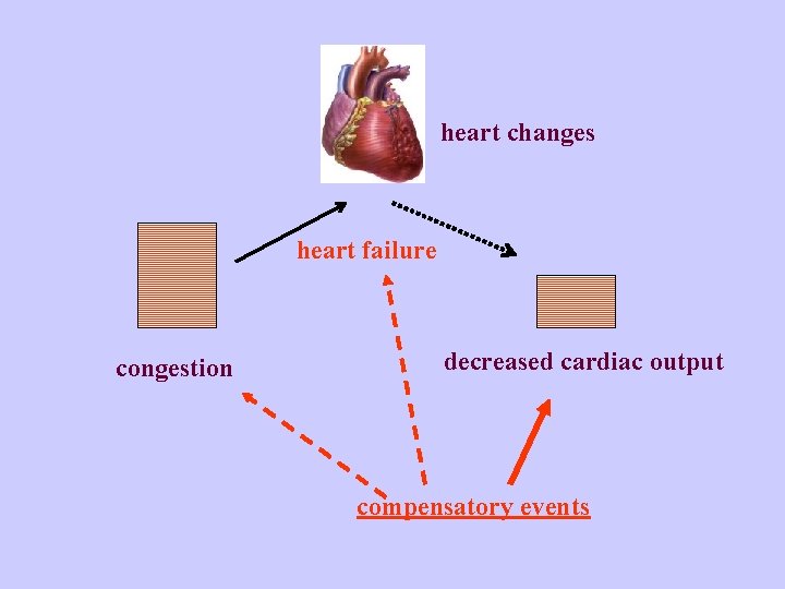 heart changes heart failure congestion decreased cardiac output compensatory events 