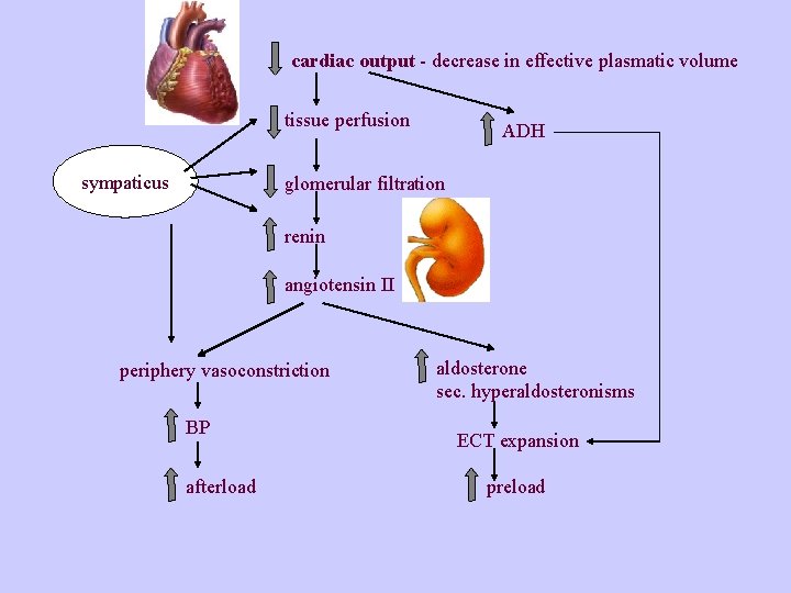 cardiac output - decrease in effective plasmatic volume tissue perfusion sympaticus ADH glomerular filtration