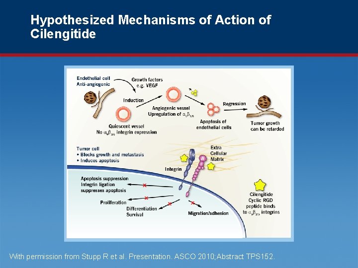 Hypothesized Mechanisms of Action of Cilengitide With permission from Stupp R et al. Presentation.