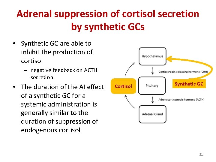 Adrenal suppression of cortisol secretion by synthetic GCs • Synthetic GC are able to