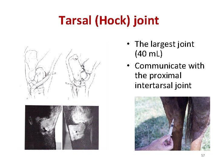 Tarsal (Hock) joint • The largest joint (40 m. L) • Communicate with the