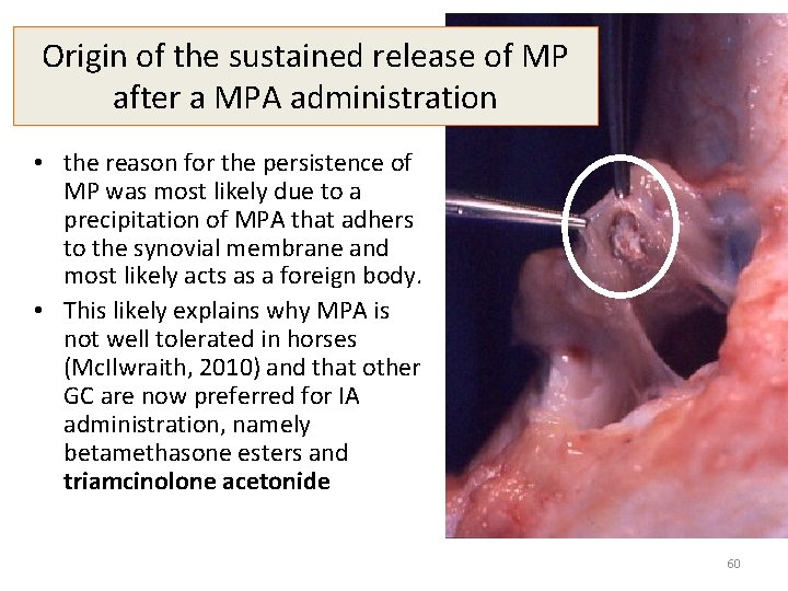 Origin of the sustained release of MP after a MPA administration • the reason