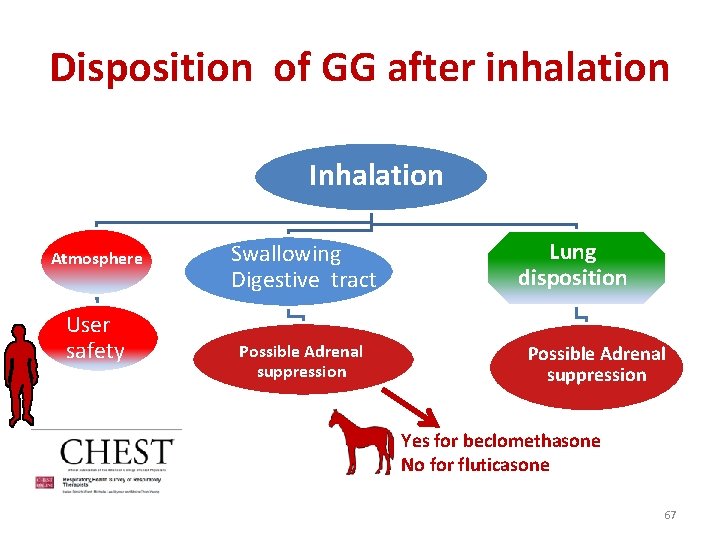 Disposition of GG after inhalation Inhalation Atmosphere User safety Swallowing Digestive tract Possible Adrenal