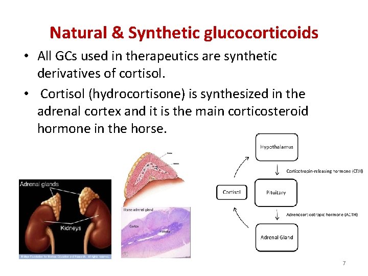 Natural & Synthetic glucocorticoids • All GCs used in therapeutics are synthetic derivatives of