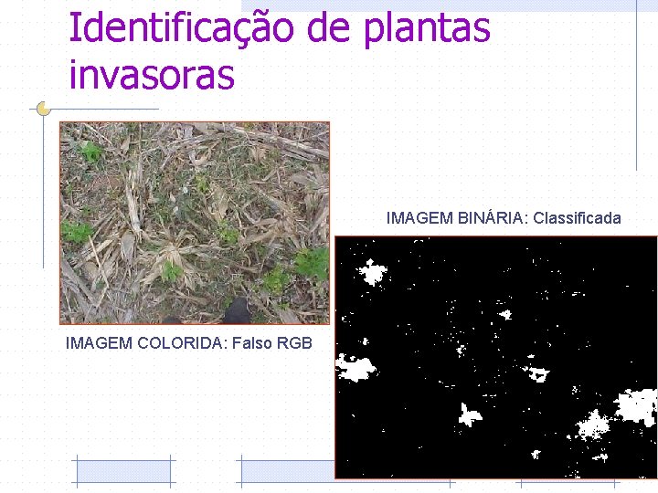 Identificação de plantas invasoras IMAGEM BINÁRIA: Classificada IMAGEM COLORIDA: Falso RGB 