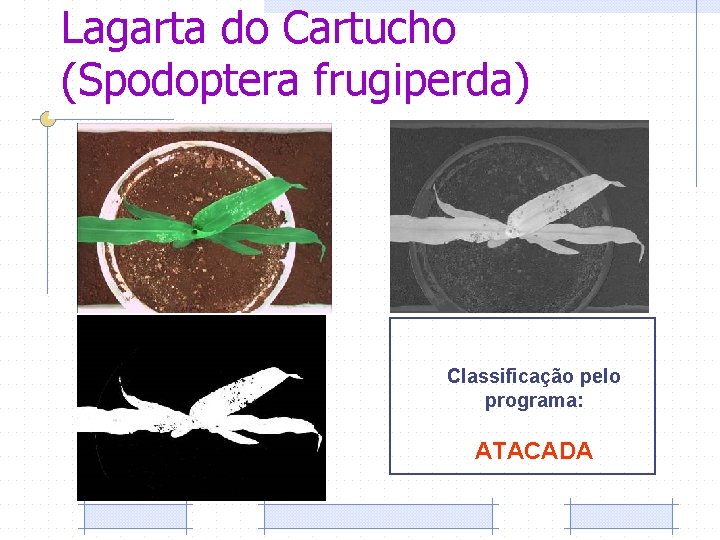 Lagarta do Cartucho (Spodoptera frugiperda) Classificação pelo programa: ATACADA 