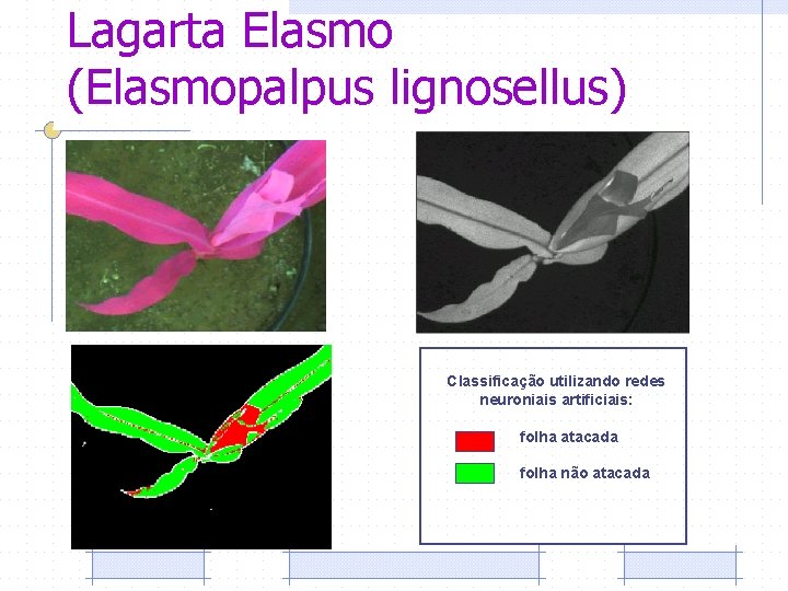 Lagarta Elasmo (Elasmopalpus lignosellus) Classificação utilizando redes neuroniais artificiais: folha atacada folha não atacada