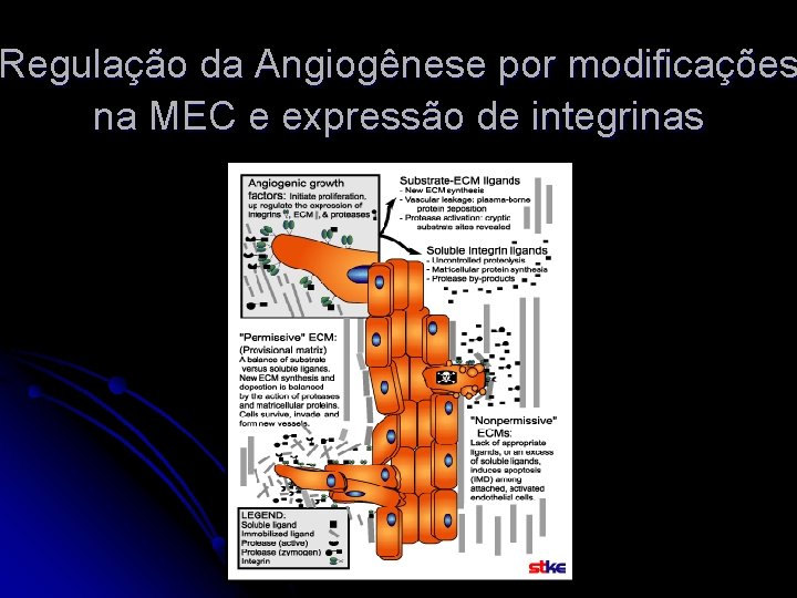 Regulação da Angiogênese por modificações na MEC e expressão de integrinas 