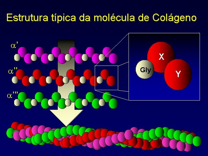 Estrutura típica da molécula de Colágeno ’ X ’’ ’’’ Gly Y 