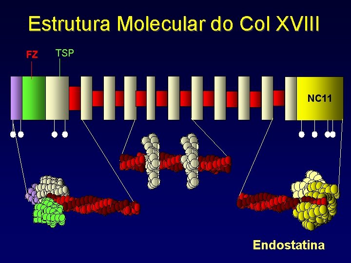 Estrutura Molecular do Col XVIII FZ TSP NC 11 Endostatina 