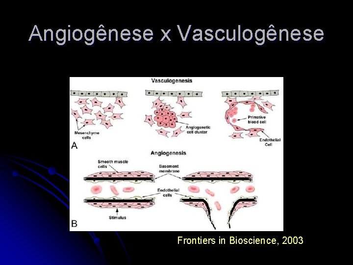 Angiogênese x Vasculogênese Frontiers in Bioscience, 2003 