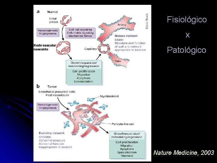 Fisiológico x Rede vascular nascente Patológico Nature Medicine, 2003 