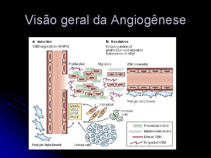 Visão geral da Angiogênese 