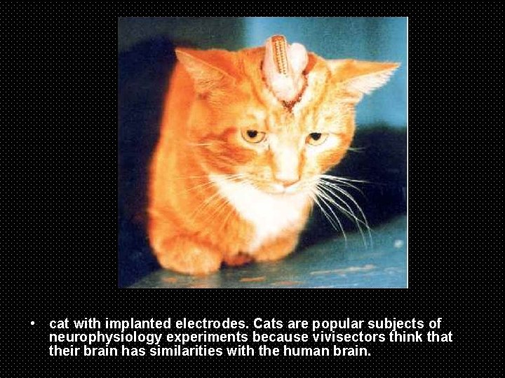  • cat with implanted electrodes. Cats are popular subjects of neurophysiology experiments because