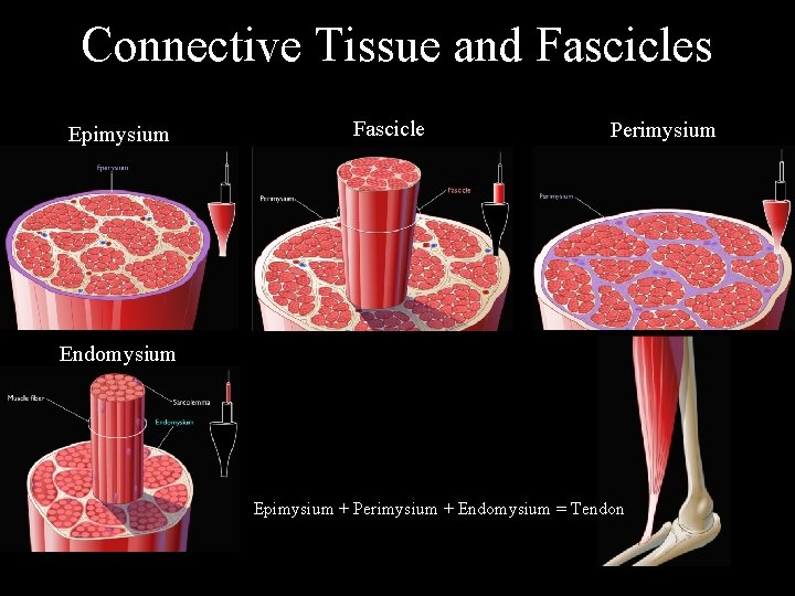 Chapter 09 Lecture Outline See Separate Power Point