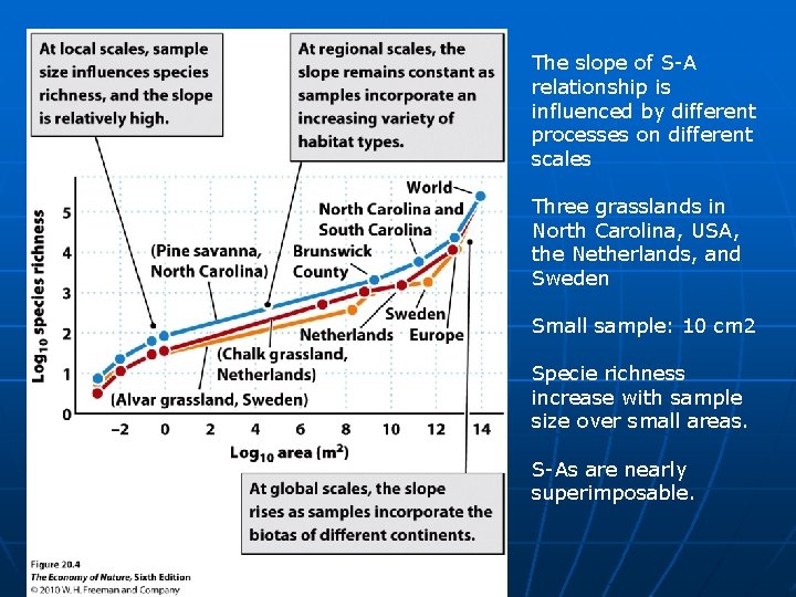 The slope of S-A relationship is influenced by different processes on different scales Three