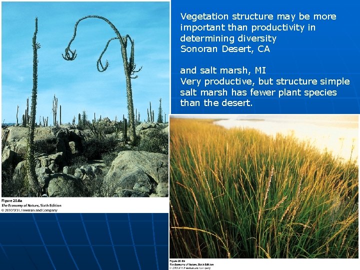 Vegetation structure may be more important than productivity in determining diversity Sonoran Desert, CA