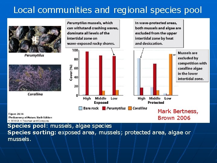 Local communities and regional species pool Mark Bertness, Brown 2006 Species pool: mussels, algae