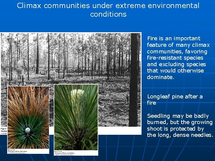 Climax communities under extreme environmental conditions Fire is an important feature of many climax