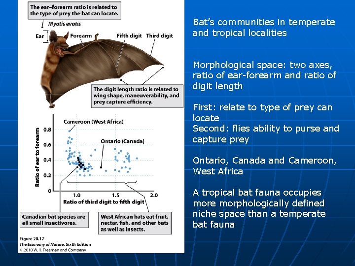 Bat’s communities in temperate and tropical localities Morphological space: two axes, ratio of ear-forearm