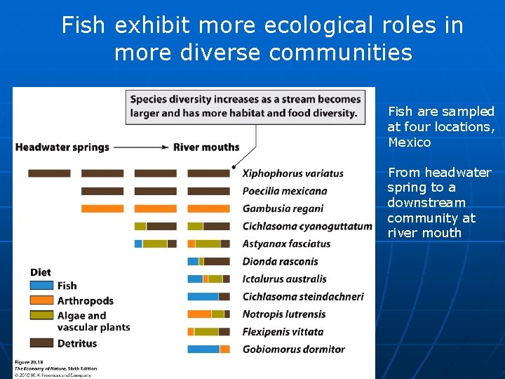 Fish exhibit more ecological roles in more diverse communities Fish are sampled at four