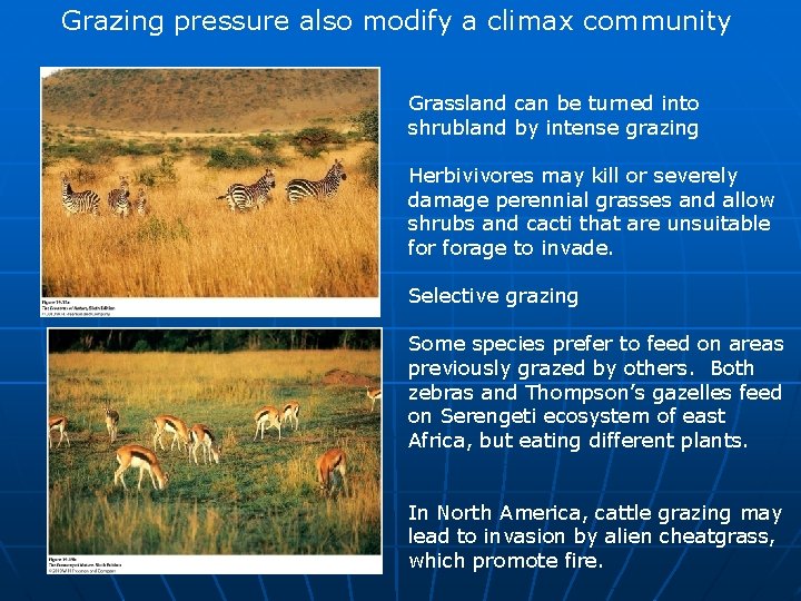 Grazing pressure also modify a climax community Grassland can be turned into shrubland by