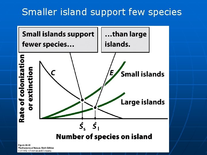 Smaller island support few species 