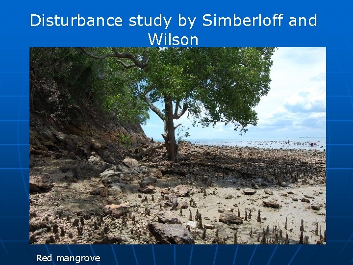 Disturbance study by Simberloff and Wilson Red mangrove 