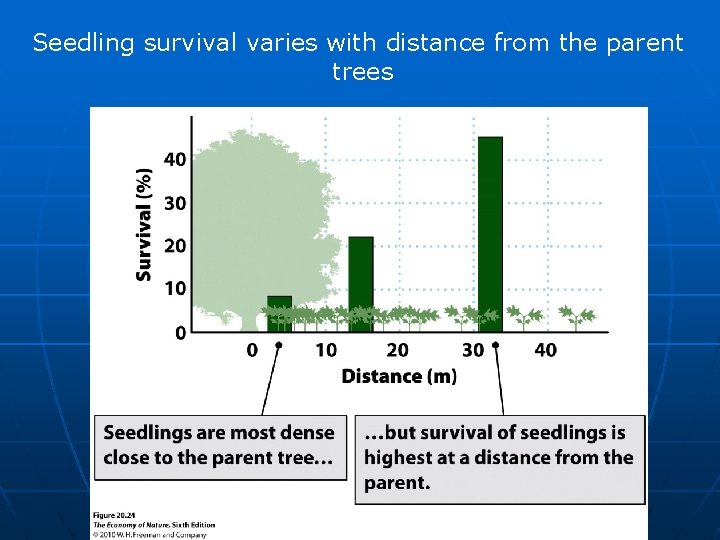 Seedling survival varies with distance from the parent trees 