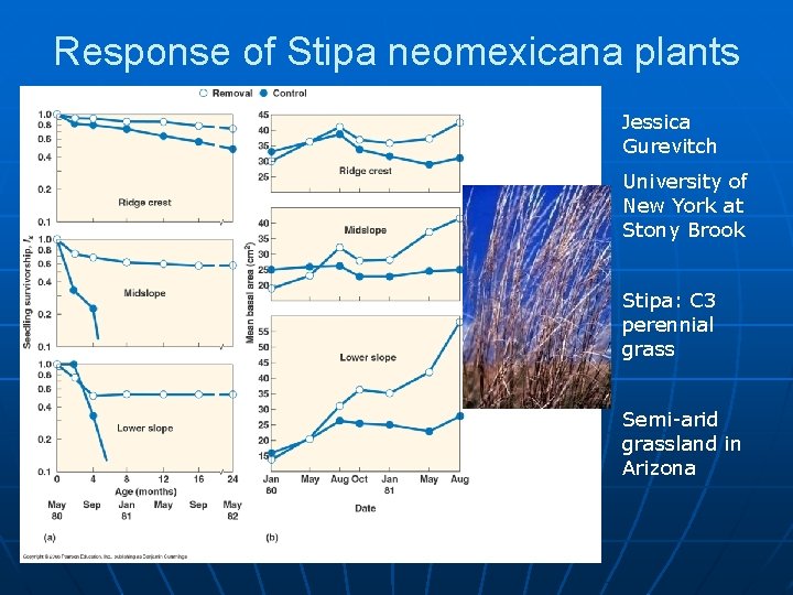 Response of Stipa neomexicana plants Jessica Gurevitch University of New York at Stony Brook