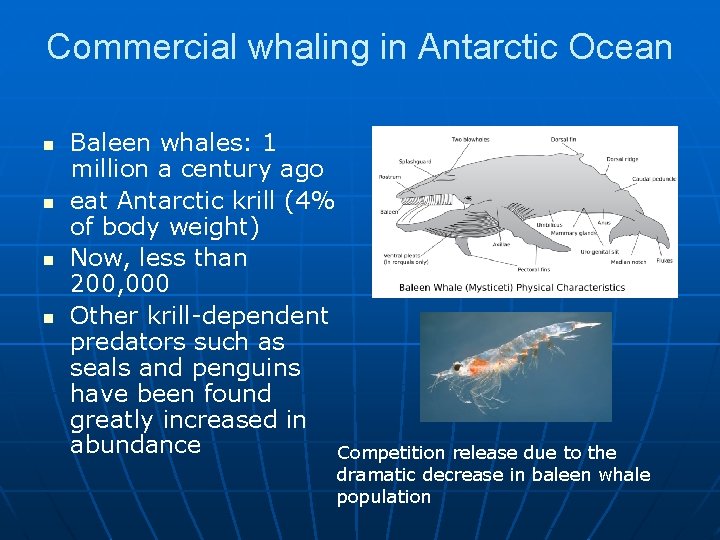 Commercial whaling in Antarctic Ocean n n Baleen whales: 1 million a century ago